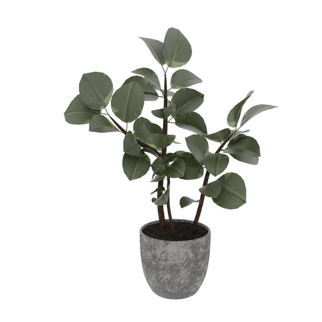 Rubber Plant Rubber Plant