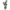 Rubber Plant