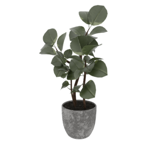 Rubber Plant