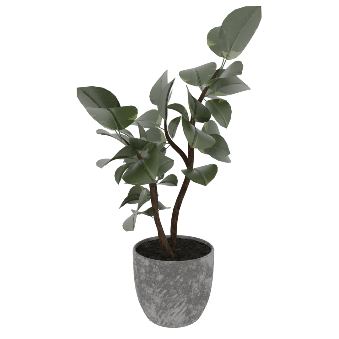 Rubber Plant Rubber Plant