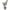 Rubber Plant