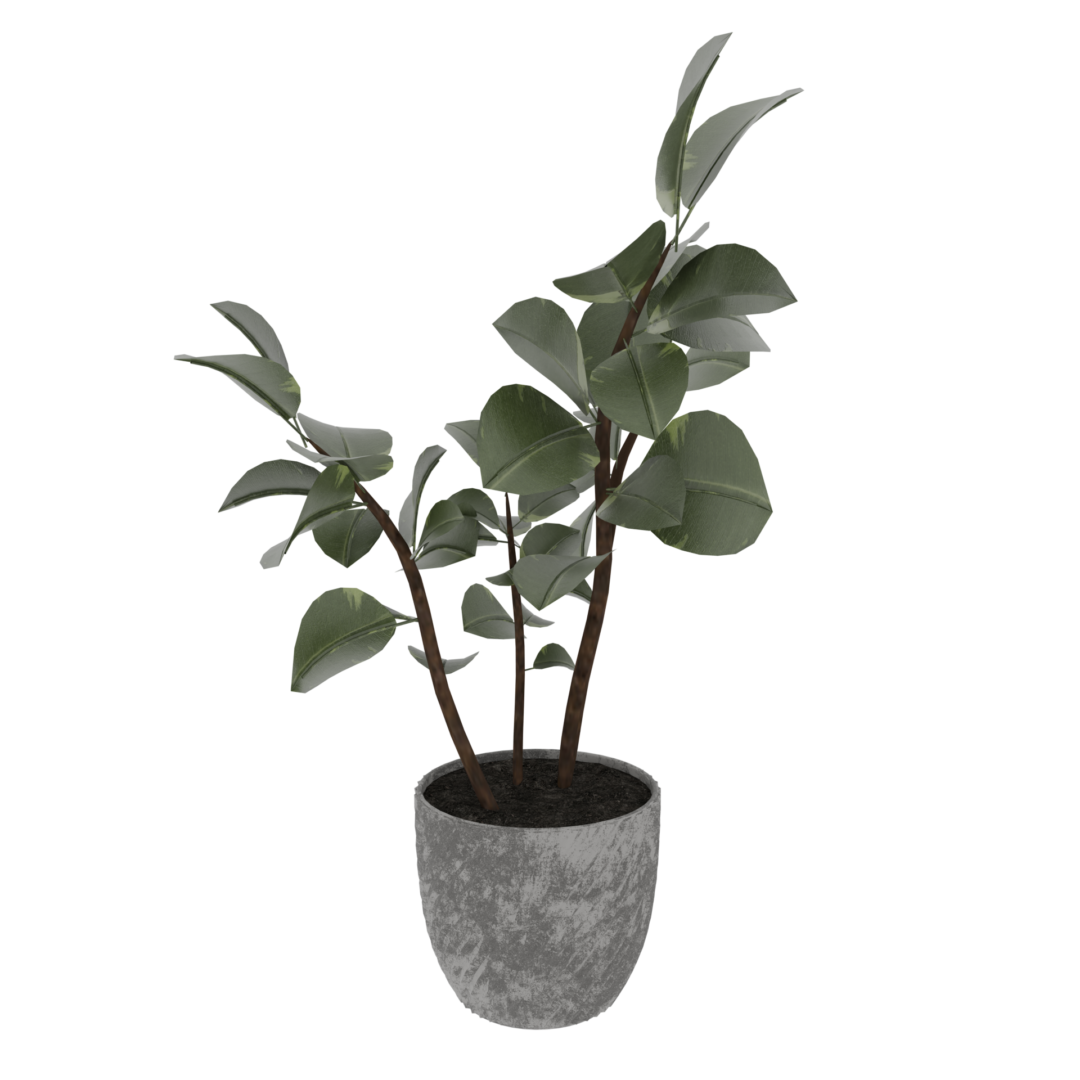 Rubber Plant Rubber Plant