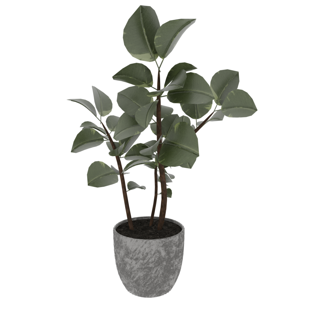Rubber Plant Rubber Plant