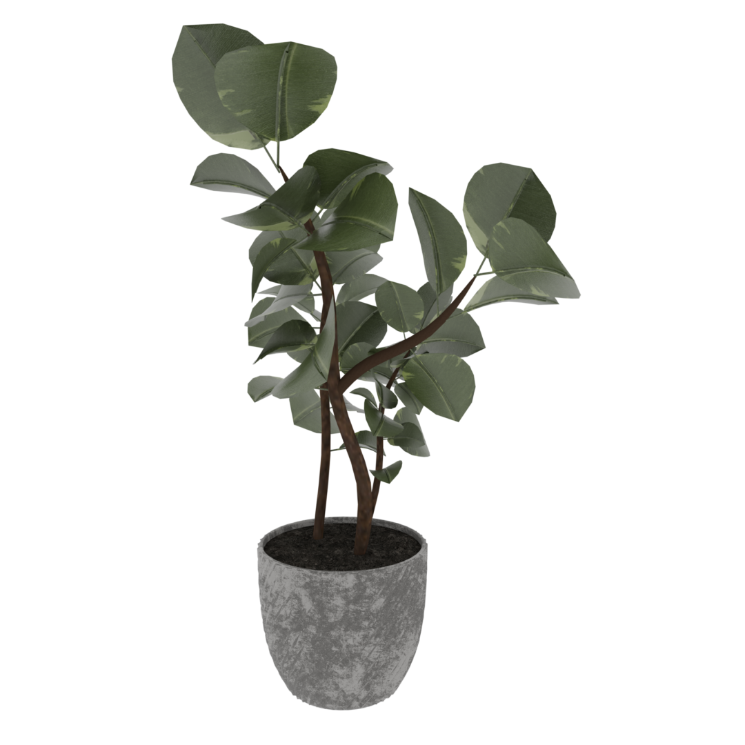 Rubber Plant Rubber Plant