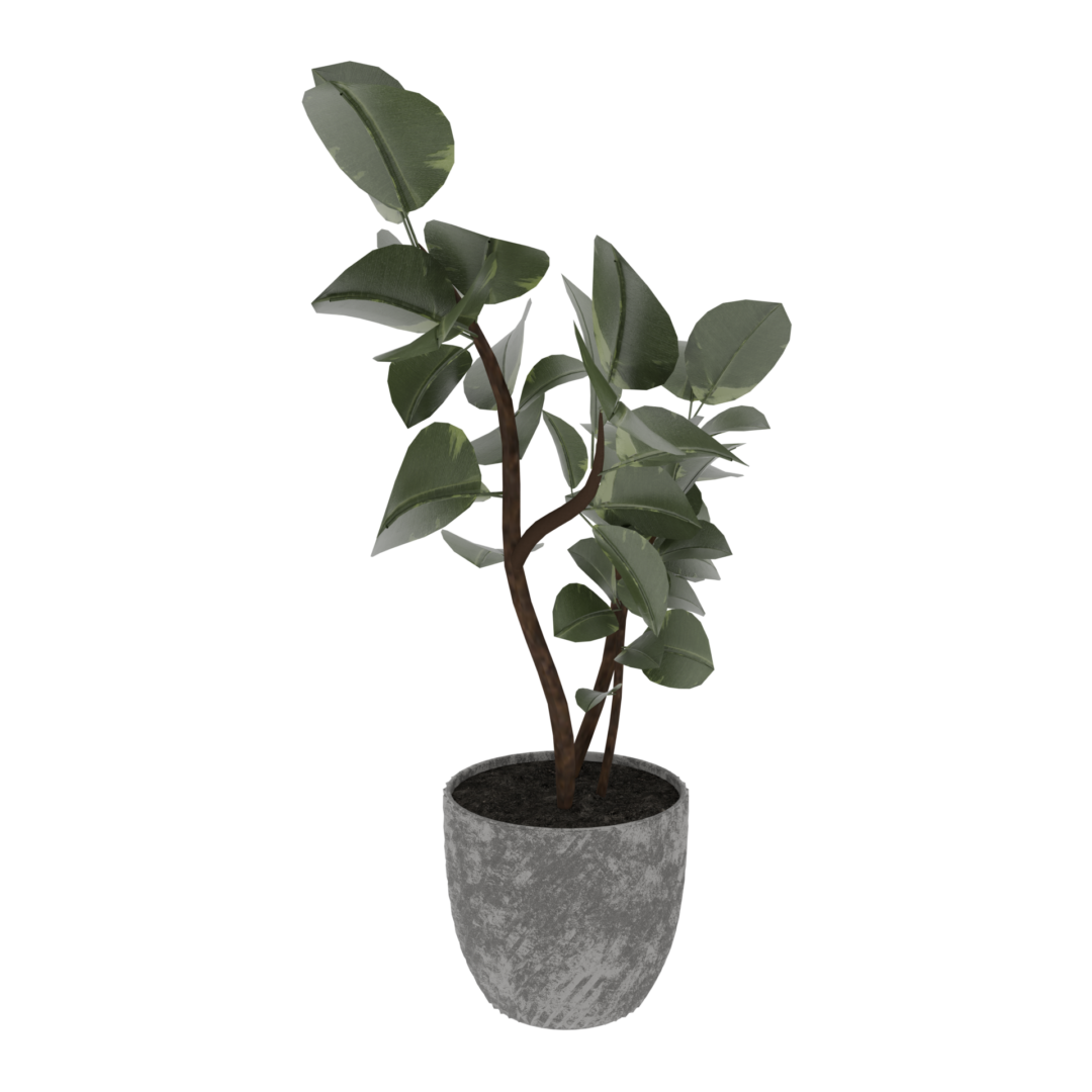 Rubber Plant Rubber Plant