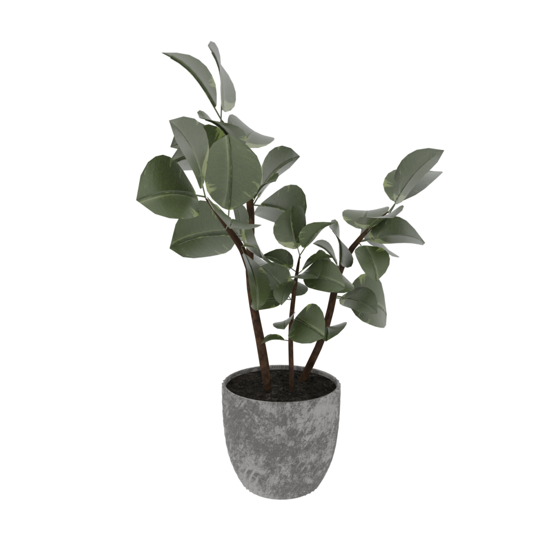 Rubber Plant Rubber Plant