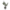 Rubber Plant
