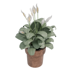 Peace Lily