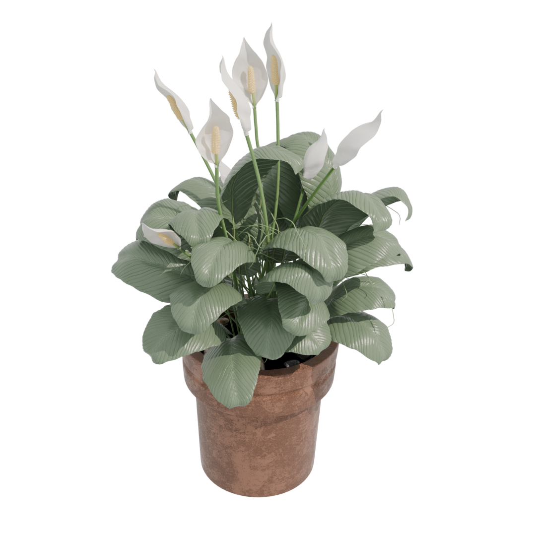 Peace Lily Peace Lily