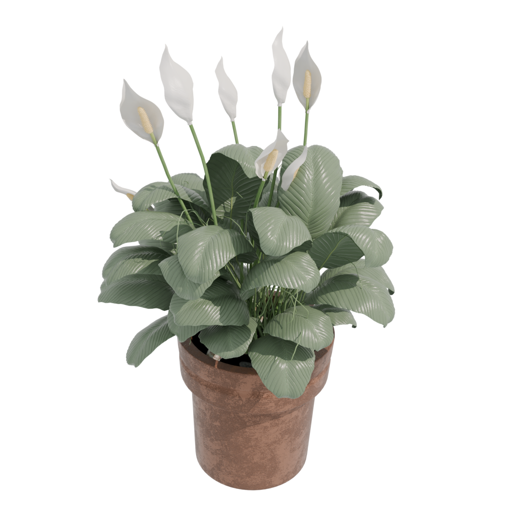 Peace Lily Peace Lily