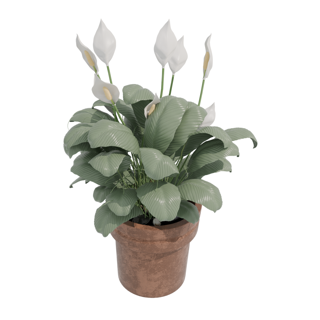 Peace Lily Peace Lily