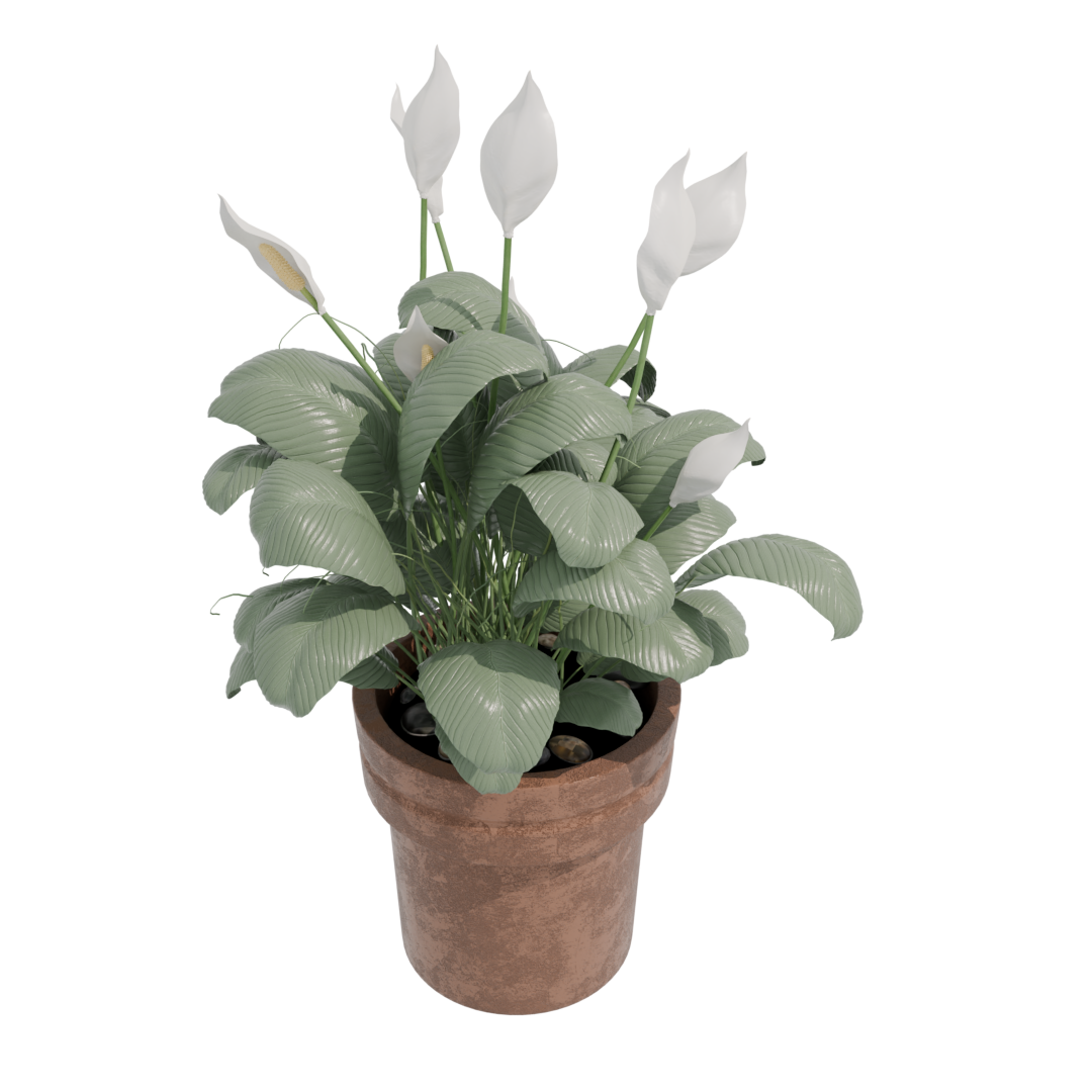 Peace Lily Peace Lily