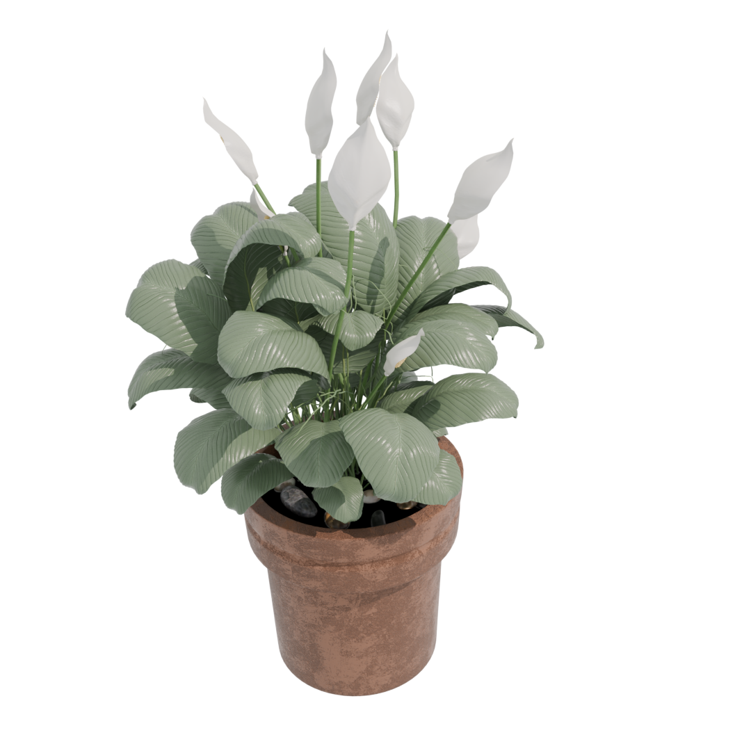 Peace Lily Peace Lily