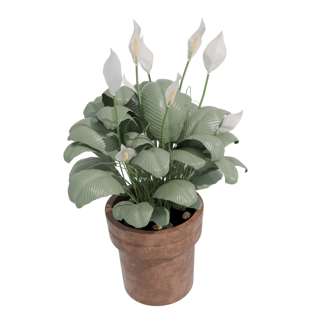 Peace Lily Peace Lily