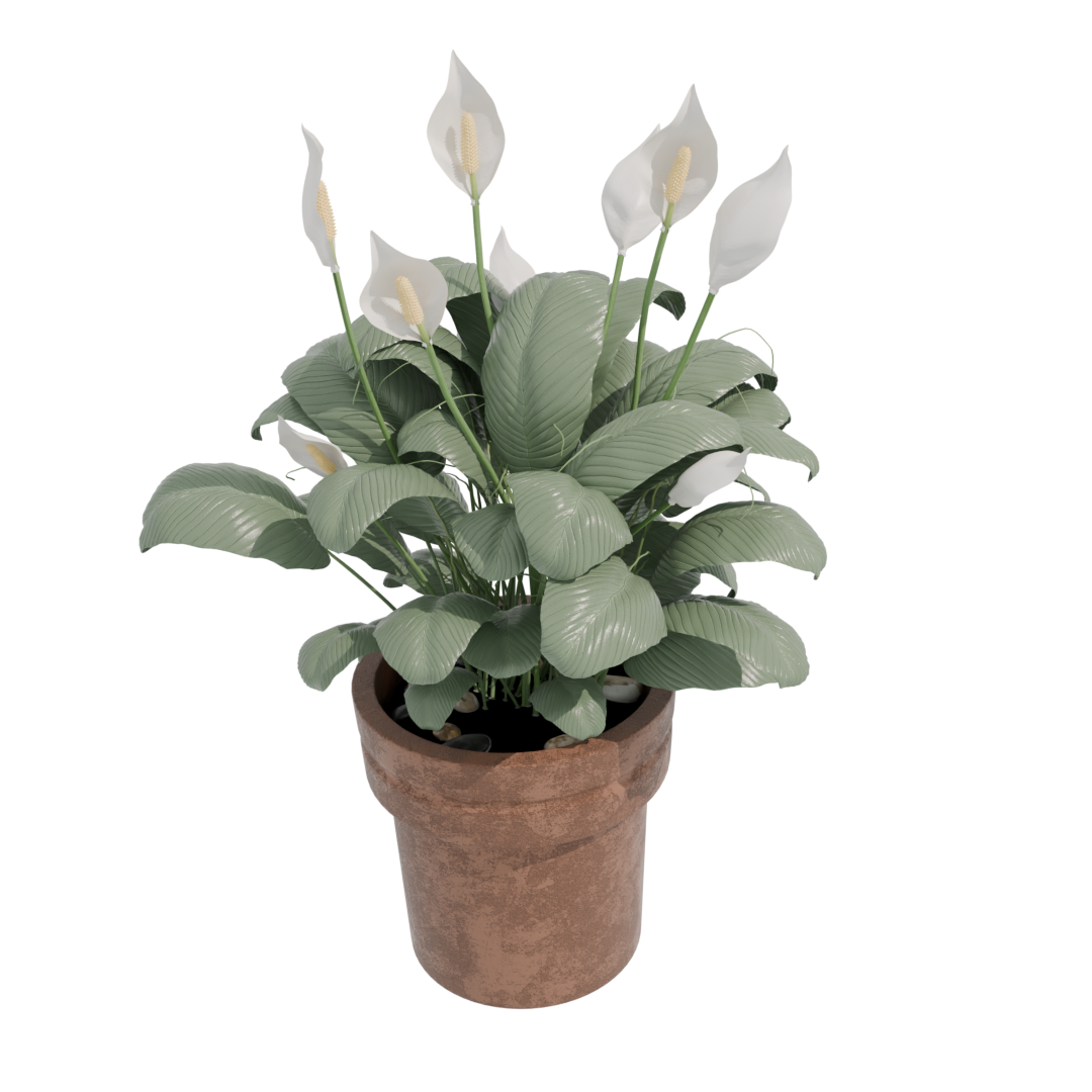 Peace Lily Peace Lily